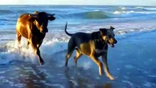 A Mother Cow and Her Calf Running Through Ocean Waves 🐄🌊❤️