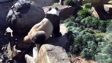 panda