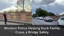 Heartwarming police escort a duck family across a bridge