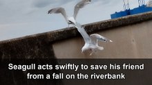 Heartwarming seagull reaches toward a friend losing balance