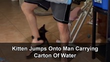 Playful kitten jumps on a man carrying water indoors