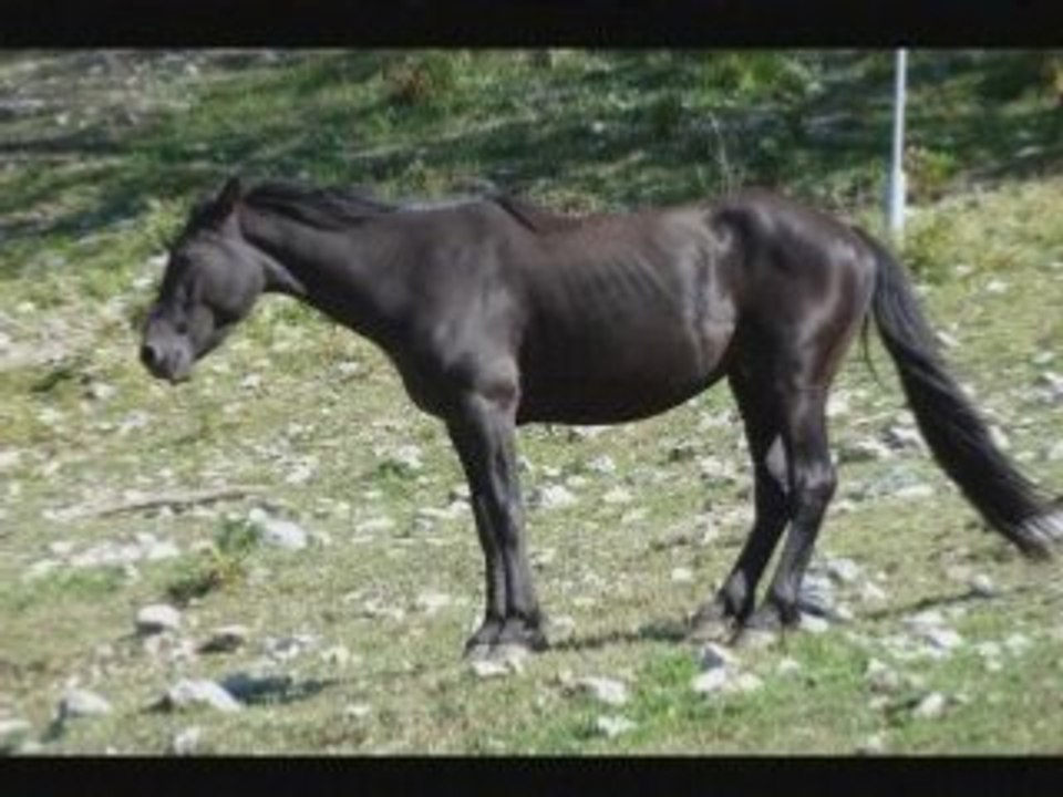 AURON 2008