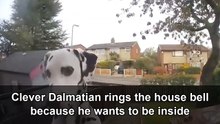 Dalmatian finds a clever way to ask to come indoors
