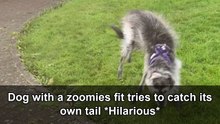 Hilarious dog spins in circles chasing its own tail