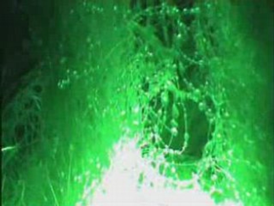 Harmonie Chlorophylle