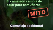 El camaleón no se camufla a propósito