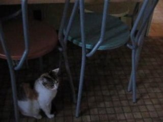 mes chats feline et curieu