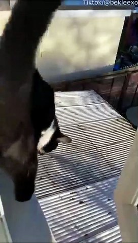 Son chat traverse le toit... mauvaise surprise