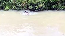 Un chien sauve un faon de la noyade