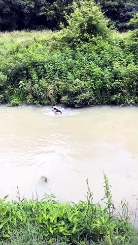 Un chien sauve un faon de la noyade