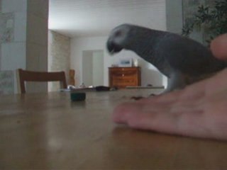 Indie clicker training