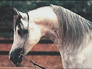Le cheval arabe pour Juju