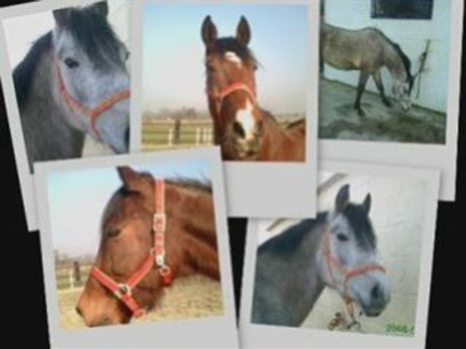 montage de mes loulous