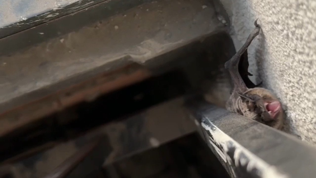 Dehydrated Bat Defends Itself Before Getting Safely Rescued - video ...