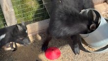 Inquisitive Goat Finds Itself Stuck in Bucket on Farm