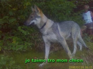 montage de moi ma cop et mon chien