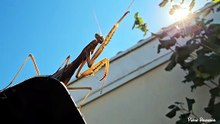 mante religieuse qui chante en automne