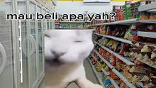 Meme kucing kocak part 1