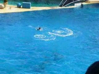 Dauphins