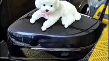 Cute Bobblehead Dog Car Decoration | Soft Silicone Dashboard Figurine