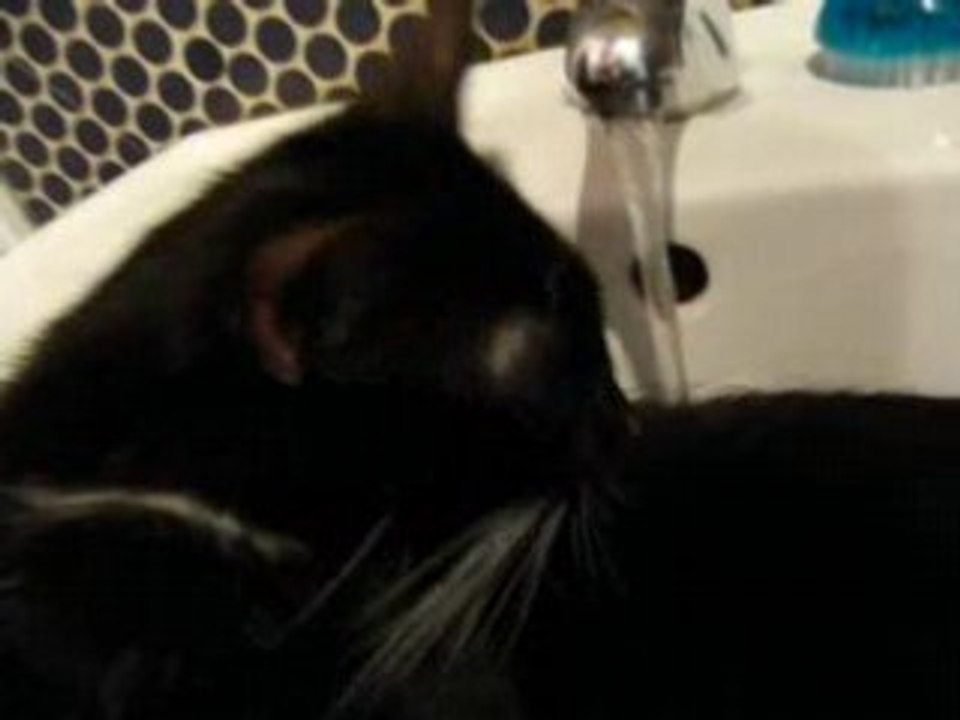 Les chats ont peur de l'eau ... (cats hate water)