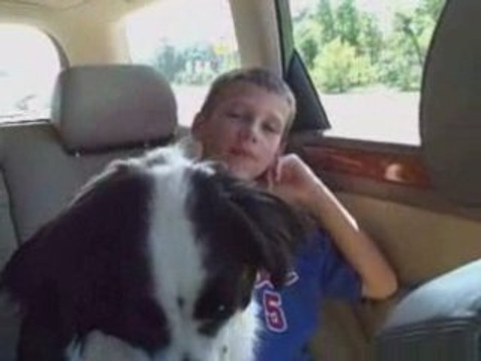 Taking our new Border Collie Rescue dog home