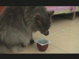 Minette le chat gourmand