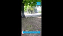 Subió a Plaza Moreno con una camioneta y la cruzó entre transeúntes para esquivar una protesta