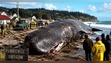 Why It Rained Rotting Whale Fat Over an Entire Town in 1970