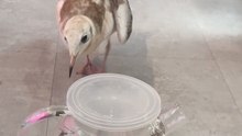 Pet Seagull Discovers a Treat Inside a Container