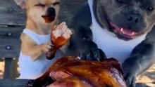 Hen ruined their hard work_ so they made a ROAST 😂🐓🍗 sneaky Chihuahua and a clumsy American Bully getting into all sorts of funny trouble_ includin(
