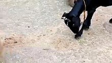 Hilarious Funny Monkey Pulls Goat Tail As Mischievous Macaque Duo Teases Unbothered Black Goat