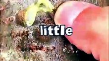 🌳 The sap from this tree could save your life  #viral #facts #fyp