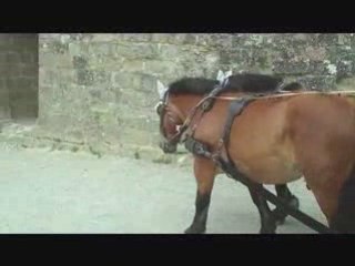 Cité de carcassonne en août 2008