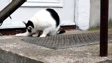 Patiently waiting to be let inside. 🐱🏡 #cat #funnycats #catlovers
