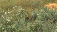 A closer look at California's post-wildfire bird recovery