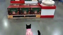 Cat Advent Calendar A Purrfect Christmas Countdown 🎄🐱