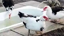 drink of choise off all animals in the farm 🙄🍹 #drinkofchoice #ducksoftiktok #ducks