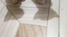cute kittens 😼❤️#foryou #cute #cutebabykittens #shorts-141912083