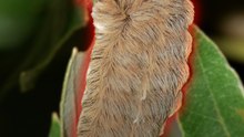 L'une des piqûres d'Amérique du nord ! #chenille #insecte #venin #animaux #nature