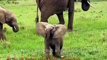 Your bests (AnimalsDoingStuff)