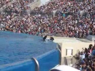 SAMEDI 30 AOUT - SEA WORLD SAN DIEGO