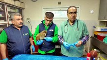 Herkesin gönlünü kazanan Garip, Gaziantep Doğal Yaşam Merkezi'nin mutluluk kaynağı oldu