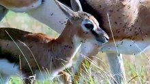 C'est la première chasse pour ces jeunes guépardes