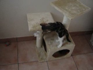 Biscotte et son arbre à chat