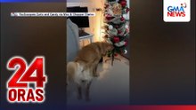 Asong si 'Chopper', mahilig manguha ng Christmas balls | 24 Oras