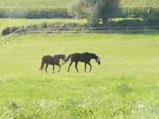 je t'aime moi non plus