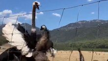 Frustration Erupts as Emu is Denied Food by Greedy Ostrich