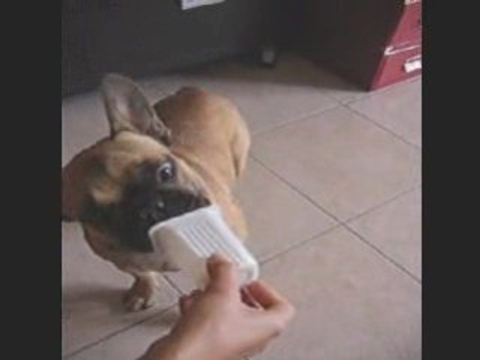 bouledogue  yaourt yogourt