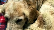 Senior Dog's Cloudy Eyes Light Up When His Favorite Volunteer Arrives 🥹🐾
